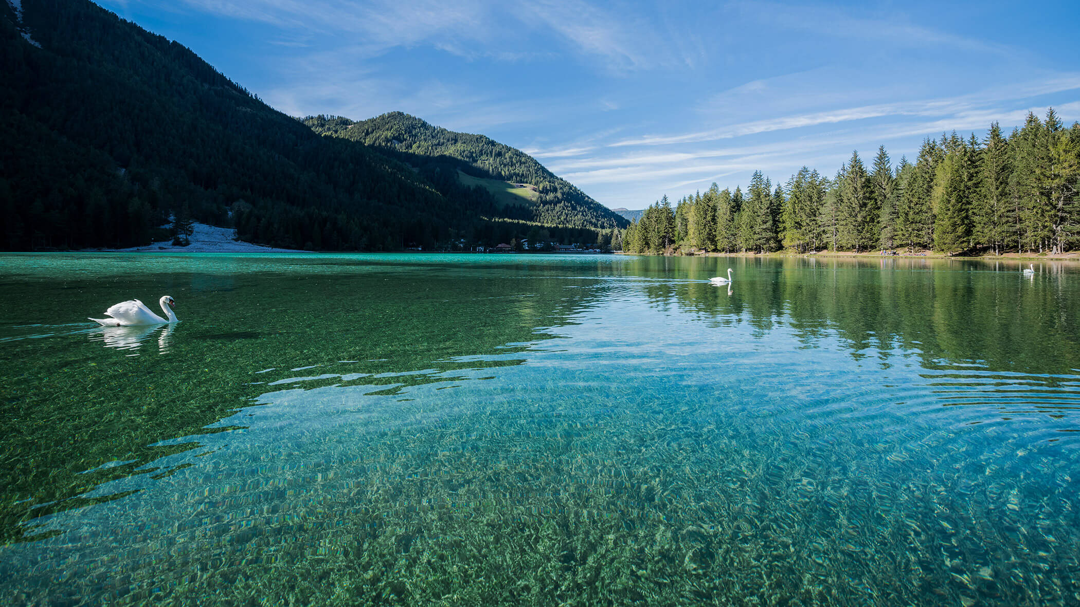 Two swans in the lake Dobbiaco - OLM Nature Escape