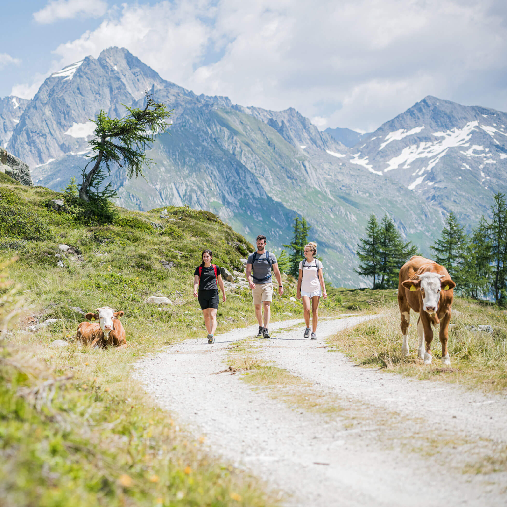 Escursionisti in cammino verso l'alpeggio con le suggestive cime sullo sfondo e le mucche al pascolo lungo il percorso - OLM Nature Escape