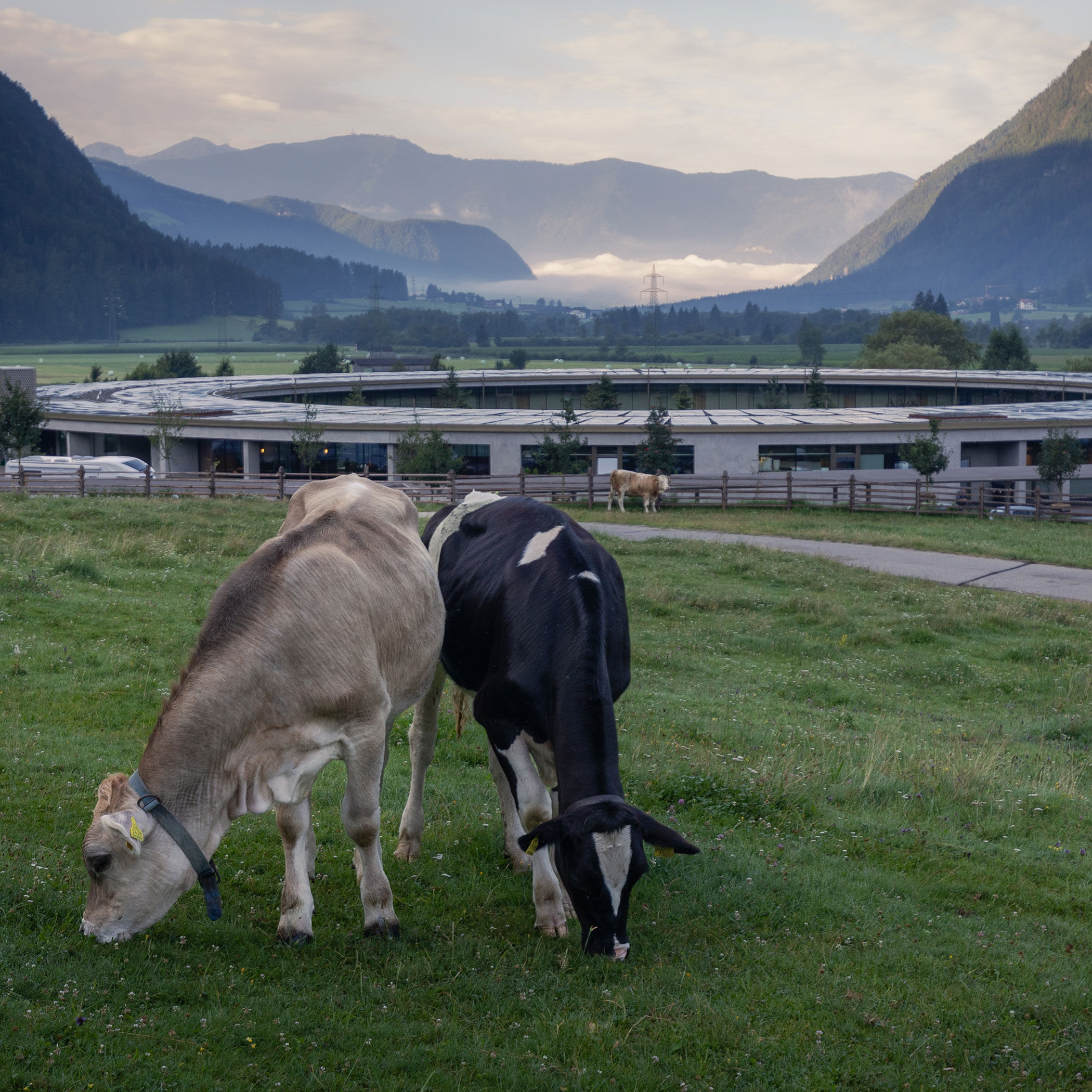 Two cows in the meadow