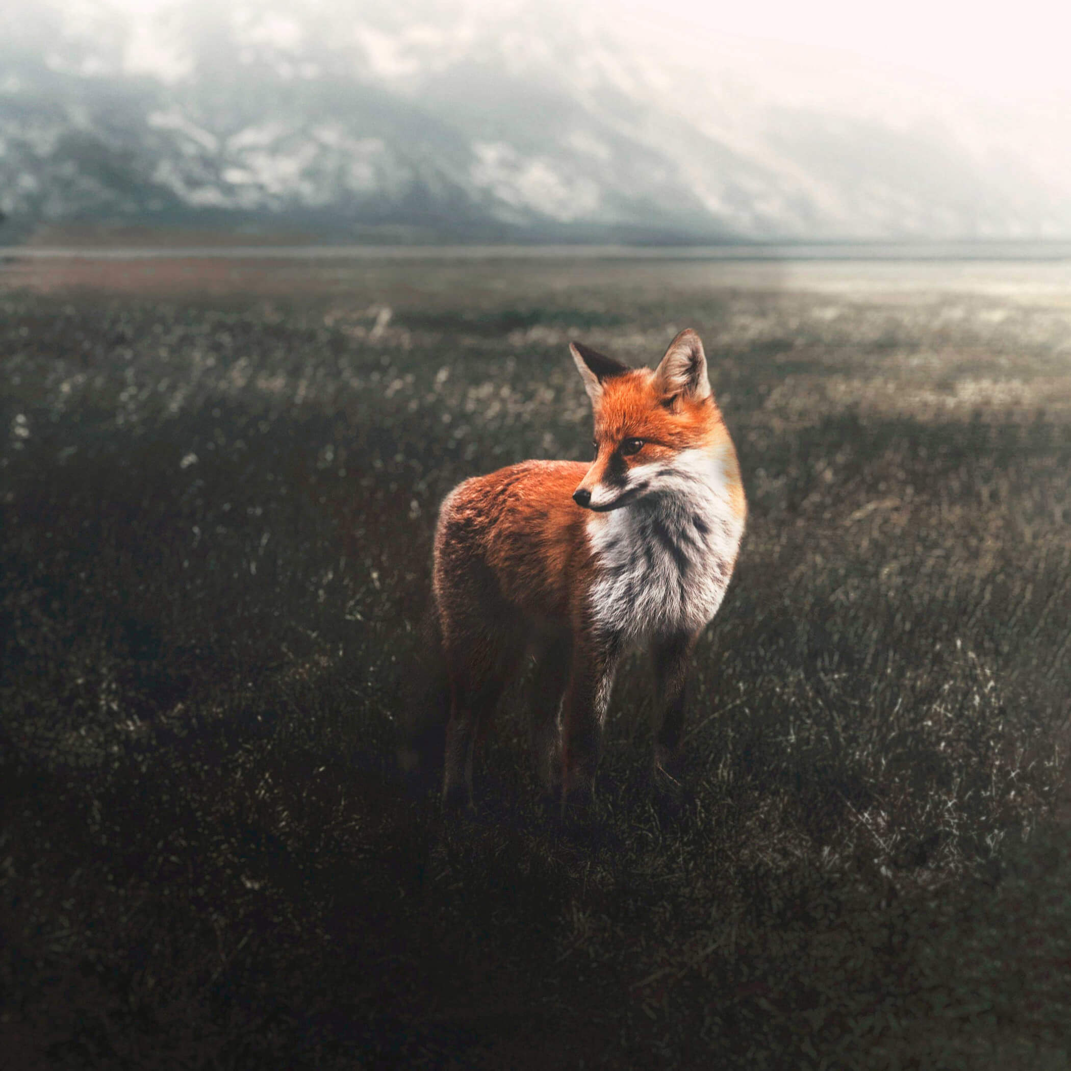 Volpe in piedi nel campo - OLM Nature Escape